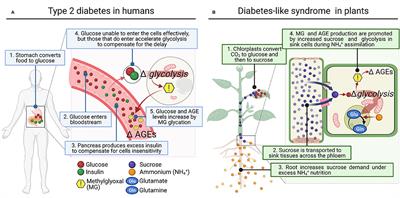 Can N Nutrition Lead to “Plant Diabetes”? The Perspective From Ammonium Nutrition and Methylglyoxal Accumulation